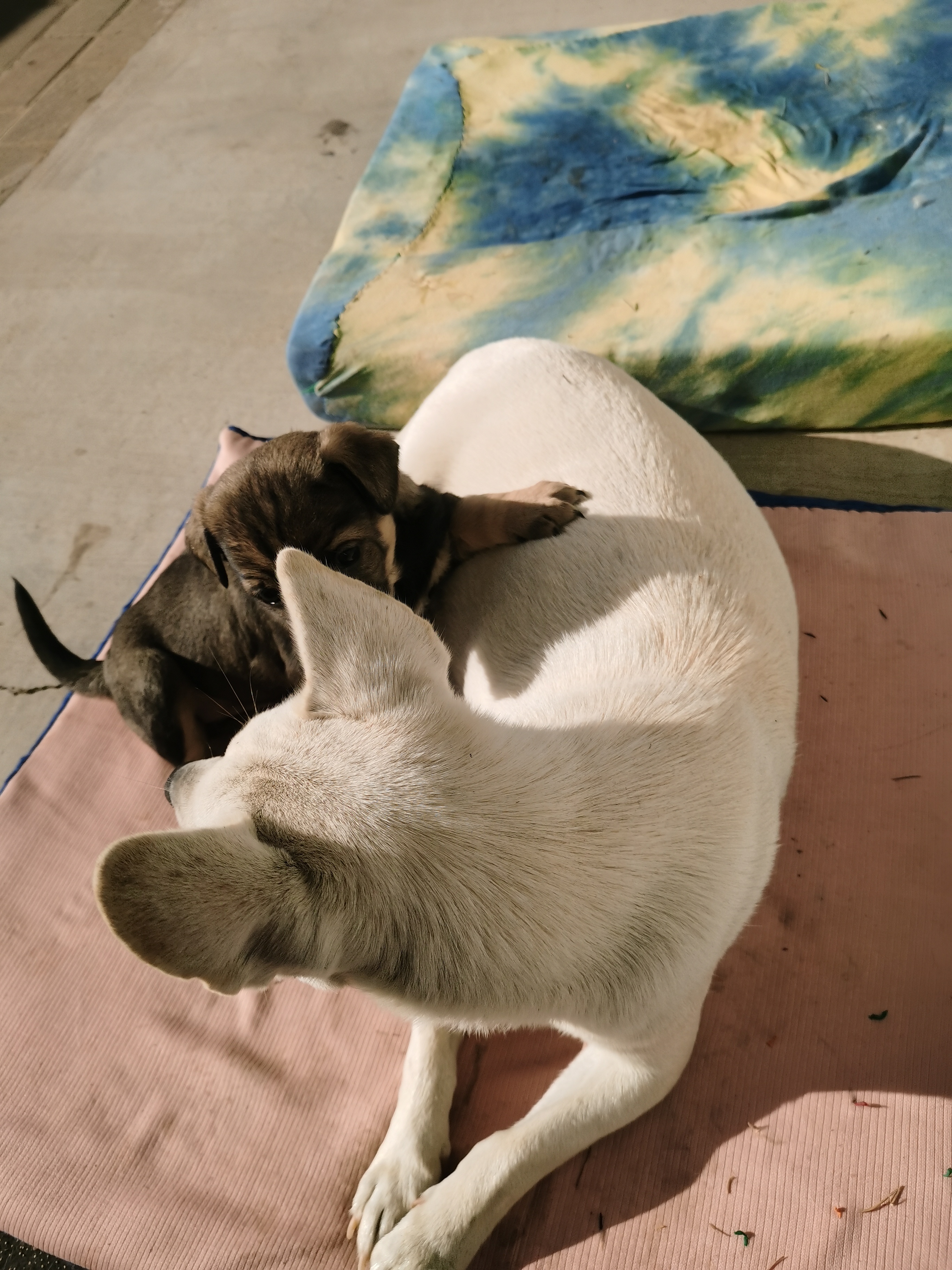 自家狗狗自然繁育的，欢迎爱心人士咨询